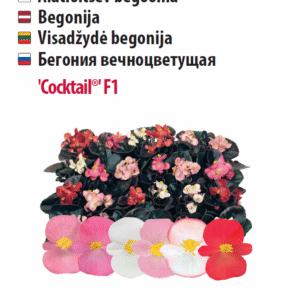 Begoonia 'Cocktail®' 20 pilli Aedtill ‘Mammut’