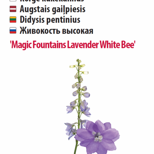 Kukekannus 'Magic Fountains Lavender White Bee' 5s Kukekannus 'Magic Fountains Lavender White Bee' 5s