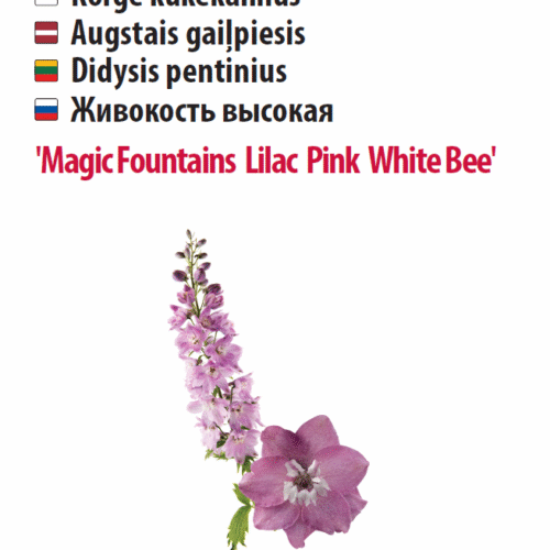 Kukekannus 'Magic Fountains Lilac Pink White Bee' 5s Kukekannus 'Magic Fountains Lilac Pink White Bee' 5s
