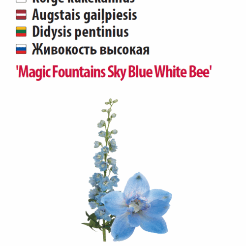 Kukekannus 'Magic Fountains Sky Blue White Bee' 5s Kukekannus 'Magic Fountains Sky Blue White Bee' 5s