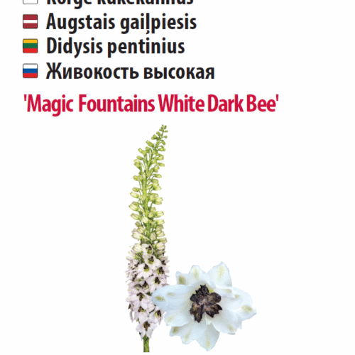 Kukekannus 'Magic Fountains White Dark Bee' 5s Kukekannus 'Magic Fountains White Dark Bee' 5s