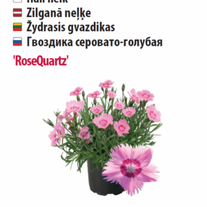 Nelk 'RoseQuartz' 10s Nelk 'RoseQuartz' 10s