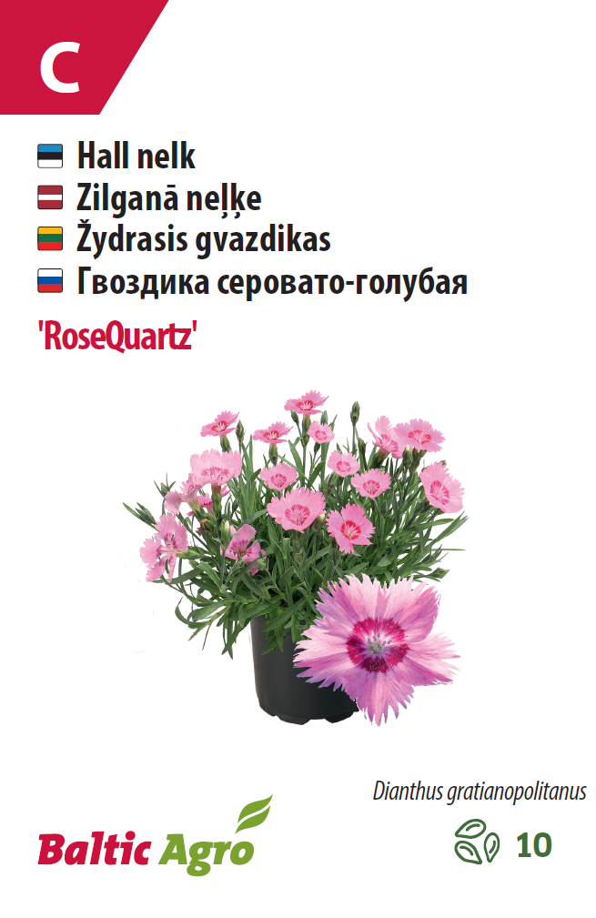 Гвоздика серовато-голубая 'RoseQuartz' 10 шт Гвоздика серовато-голубая 'RoseQuartz' 10 шт