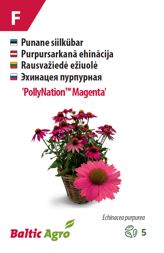 Эхинацея 'PollyNation™ Magenta' 5 шт Эхинацея 'PollyNation™ Magenta' 5 шт