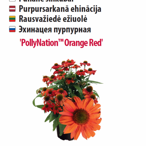 Siilkübar 'PollyNation™ Orange Red' 5s