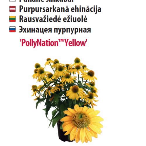 Siilkübar 'PollyNation™ Yellow ' 5s