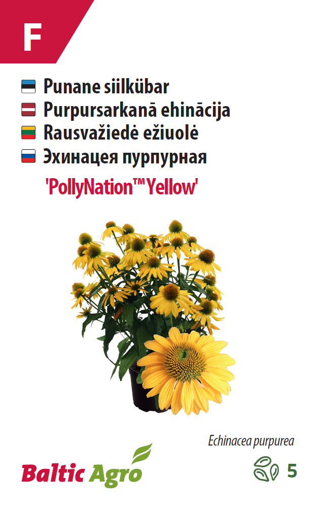 Эхинацея 'PollyNation™ Yellow ' 5шт