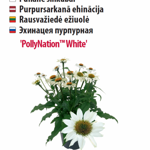 Siilkübar 'PollyNation™ White' 5s