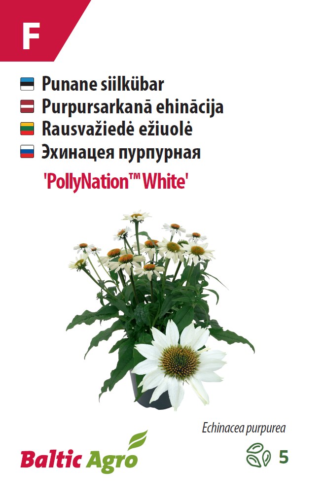Эхинацея 'PollyNation™ White' 5шт