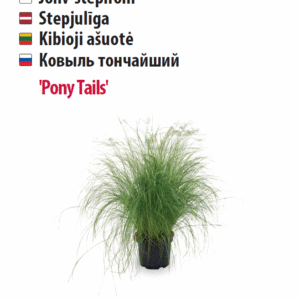Stepirohi 'Pony Tails' 10s