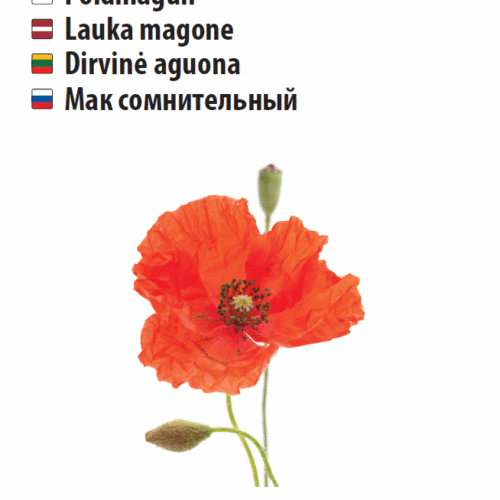 Magun, põldmagun 0,5g