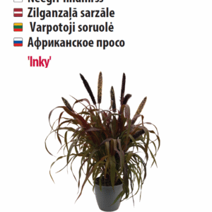 Hiidhirss 'Inky' 5s Aedtill ‘Mammut’