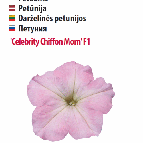 Petuunia 'Celebrity Chiffon Morn' F1 30 pilli Petuunia 'Celebrity Chiffon Morn' F1 30 pilli