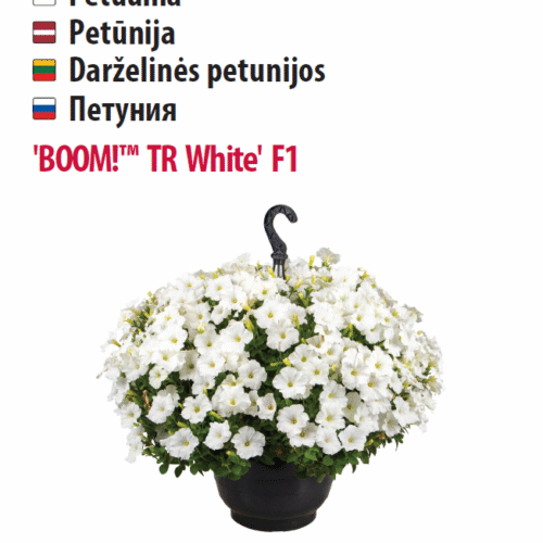 Petuunia 'BOOM!™ TR White' F1 5 pilli, ripp-petuunia Petuunia 'BOOM!™ TR White' F1 5 pilli, ripp-petuunia