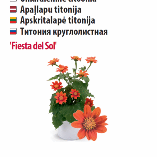 Titoonia 'Fiesta del Sol' 10s Titoonia 'Fiesta del Sol' 10s