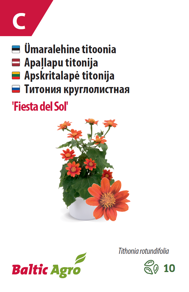 Titoonia 'Fiesta del Sol' 10s