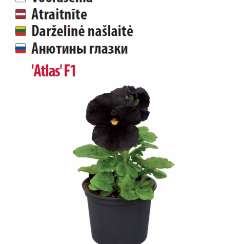 Анютины глазки 'Atlas' F1 10 шт.