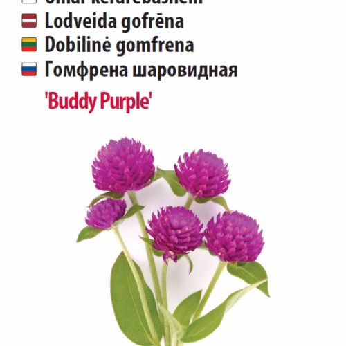 Kerarebashein 'Buddy Purple' 10s