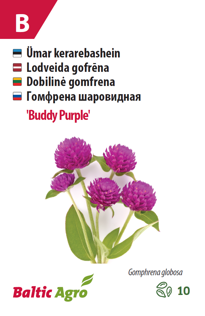 Гомфрена шаровидная ‘Buddy Purple’ 10 шт