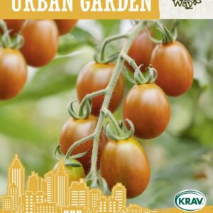 Tomato 'Fuji Pink' F1