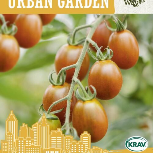 TOMATO BRONZY TOMATO BRONZY