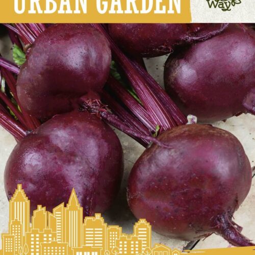 BEETROOT KORNETT BEETROOT KORNETT