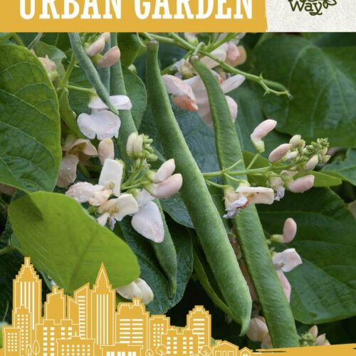 Aeduba roniv 'Sunset'