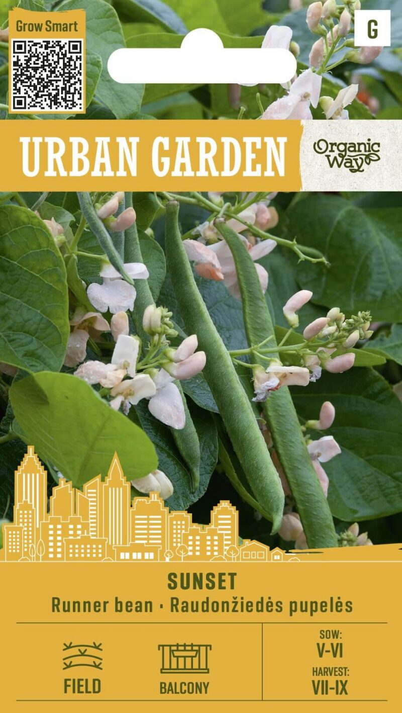 Вьющаяся фасоль 'Сансет'