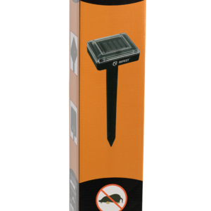 Päevalill ‘Valentine’