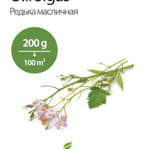 õlirõigas,vahekultuurid,haljasväetis,mulla struktuuri parandamine,ristõielised vahekultuurid,õlirõika külvamine