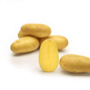 Sunshine seed potato 25kg