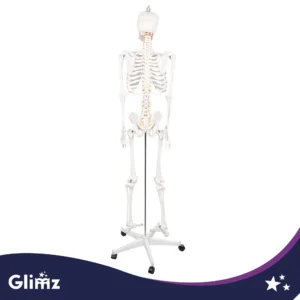 anatoomiline luukere,inimese skeleti mudel,elusuuruses luukere,meditsiiniline õppevahend