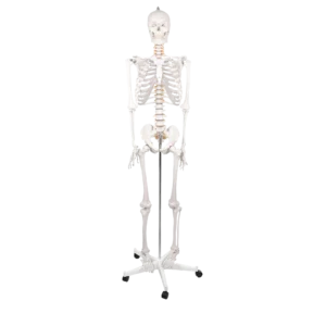 Inimese täismõõdus skeletimudel ratastega alusel.