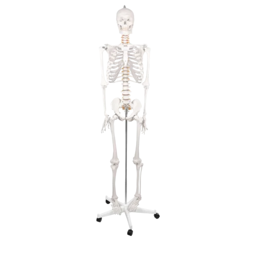 anatoomiline luukere,inimese skeleti mudel,elusuuruses luukere,meditsiiniline õppevahend