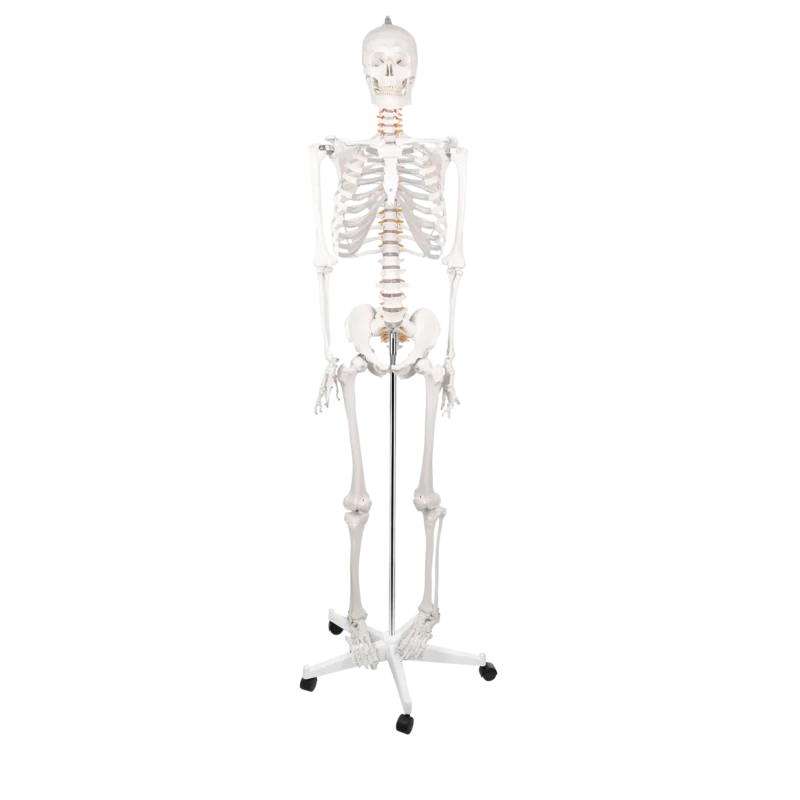 anatoomiline luukere,inimese skeleti mudel,elusuuruses luukere,meditsiiniline õppevahend
