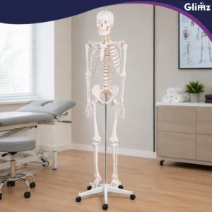 anatoomiline luukere,inimese skeleti mudel,elusuuruses luukere,meditsiiniline õppevahend