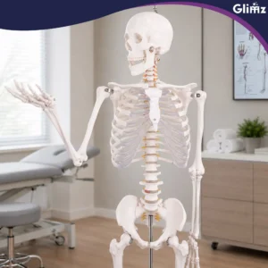 anatoomiline luukere,inimese skeleti mudel,elusuuruses luukere,meditsiiniline õppevahend