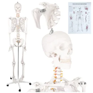 anatoomiline luukere,inimese skeleti mudel,elusuuruses luukere,meditsiiniline õppevahend