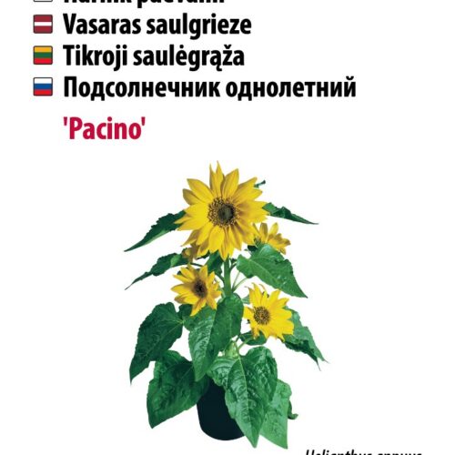 madal päevalill,kollased potililled,linnahaljastus,lihtne külvata