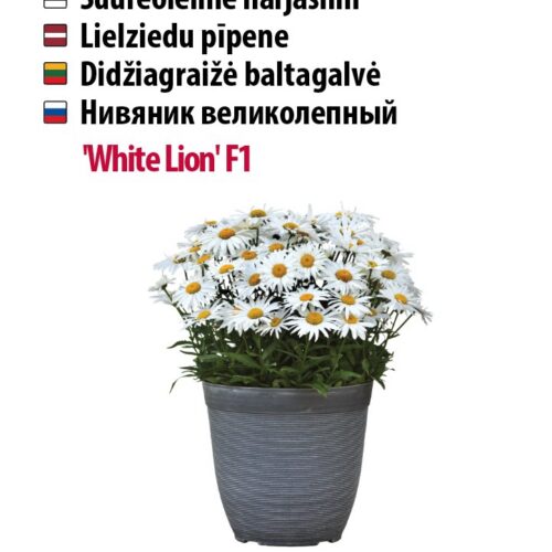 suureõieline härjasilm,madalakasvuline püsilill,potililled terrassile,valged aialilled