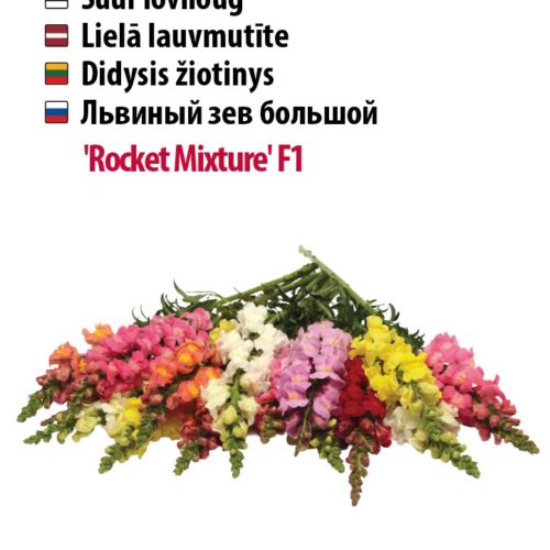 suur lõvilõug,kõrged lõikelilled,vastupidavad suvelilled,värvikirev lillepeenar,kauakestev õieilu
