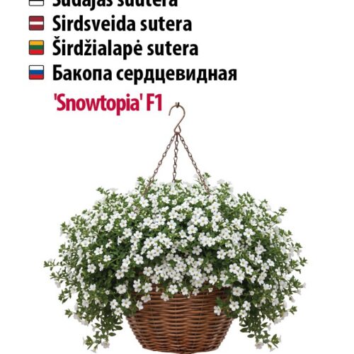 rikkalikult õitsevad amplitaimed,suutera seemned,valged bakoopa õied,kergesti hooldatavad suvelilled,pillitud lille seemned