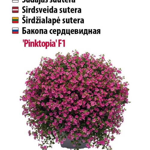 roosad ripptaimed,bakoopa kasvatamine,kaunid suvelilled rõdule,roosa suutera,hooldusvabad aialilled
