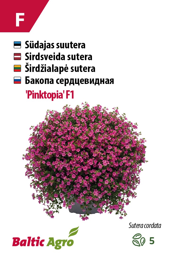 розовые ампельные растения,выращивание бакопы,красивые летние цветы для балкона,розовая сутера,неприхотливые садовые цветы