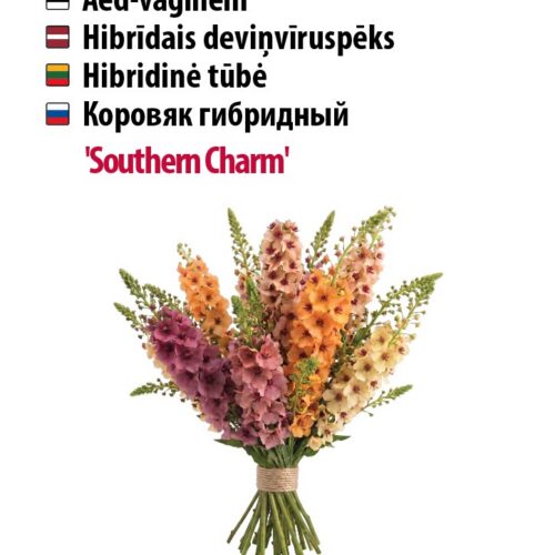 aed-vägihein,püsikute kasvatamine,pastelsed lõikelilled,meetaimed aeda,romantilised aialilled