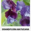 Lõhnav lillhernes 'Grandiflora Matucana' istutamiseks.