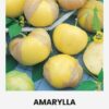 4770168933057 Mehhiko füüsal (tomatillo) 'Amarylla' seemned