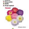 Aster Matador