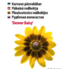 Karvane päevakübar 'Denver Daisy' lill Baltic Agrost.