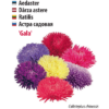 Aster ‘Gala’